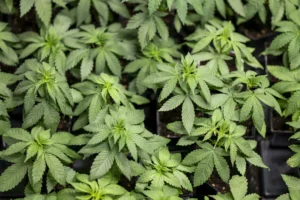 How Vermont Keeps Cannabis Sales Safe