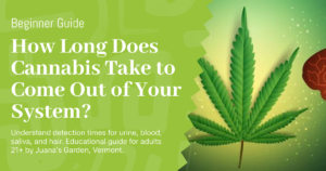How Long Does Cannabis Take to Come Out of Your System?