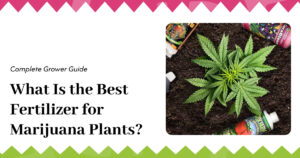 What Is the Best Fertilizer for Marijuana Plants