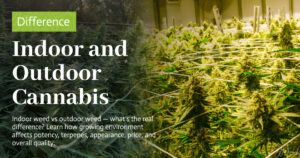 Education 28 Difference Between Indoor and Outdoor Cannabis