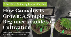 Education 30 How Cannabis Is Grown