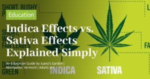 Education 6 Indica Effects vs. Sativa Effects Explained Simply