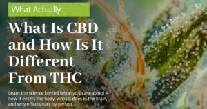 Education 24 What Is CBD and How Is It Different From THC