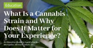 Education 7 What Is a Cannabis Strain and Why Does It Matter for Your Experience
