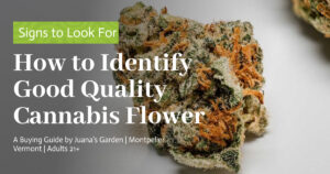 Education 28 How to Identify Good Quality Cannabis Flower