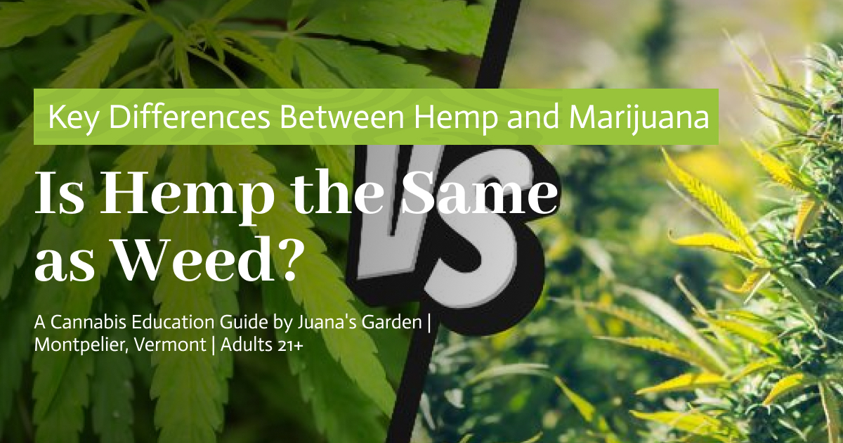 Is Hemp the Same as Weed