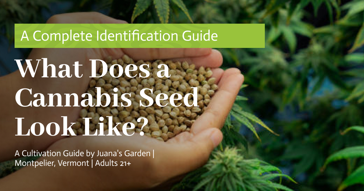 What Does a Cannabis Seed Look Like